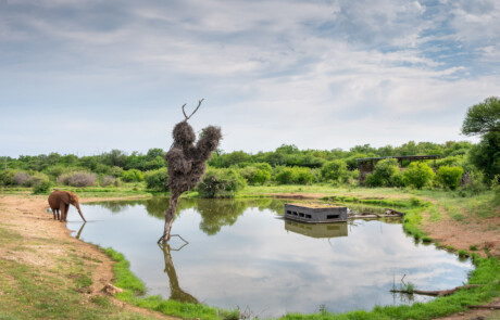 Terrapin Hide 1