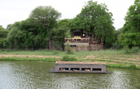 Terrapin Hide 2